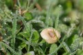 Le champignon et la rosée